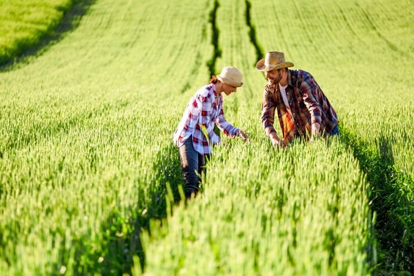 Quels sont les avantages de la réutilisation des eaux usées traitées pour l'agriculture en milieu aride ?