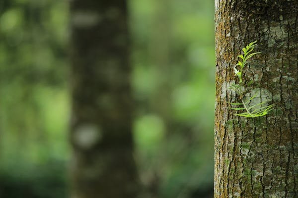Câlins aux arbres : embrassez la nature pour mieux vivre